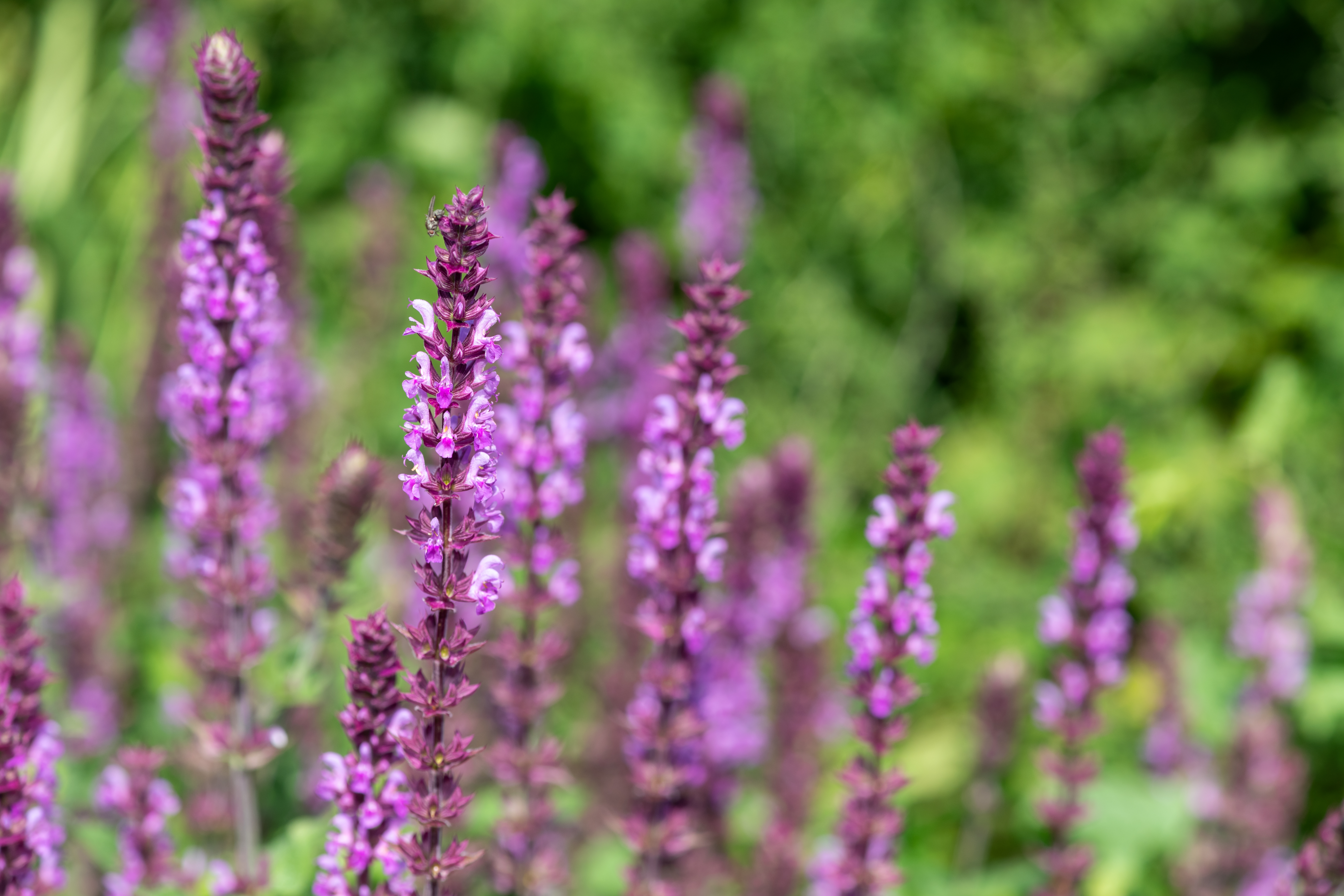Rose Marvel Salvia image