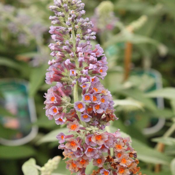 BiColor Butterfly Bush image