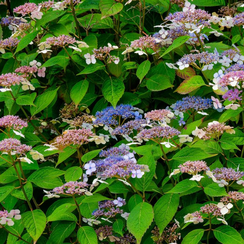 Tuff Stuff Top Fun Reblooming Mountain Hydrangea image