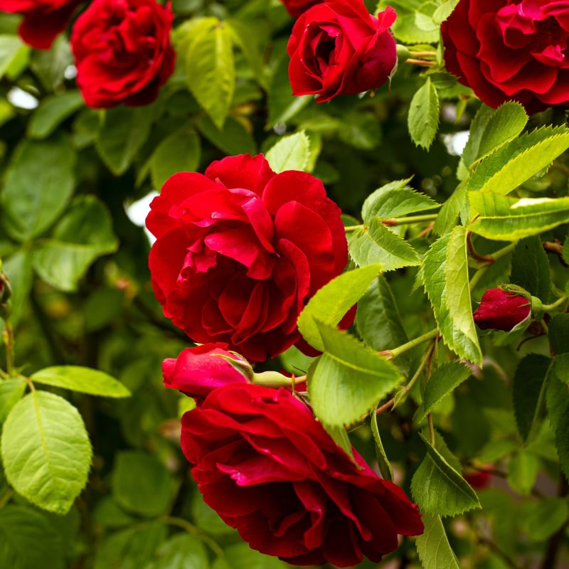 Easy Elegance Paint the Town Rose image