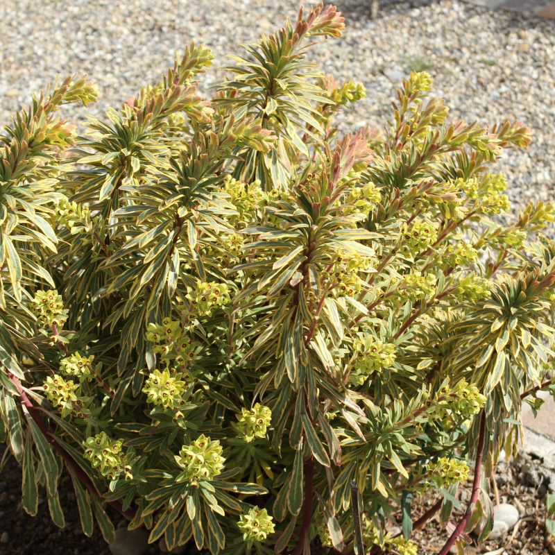 Ascot Rainbow Euphorbia image