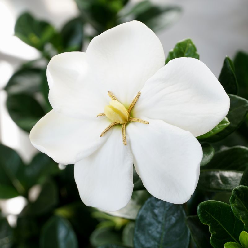 Kleim's Hardy Gardenia image