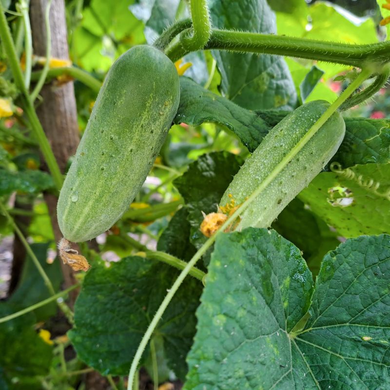Cucumber Saladmore image