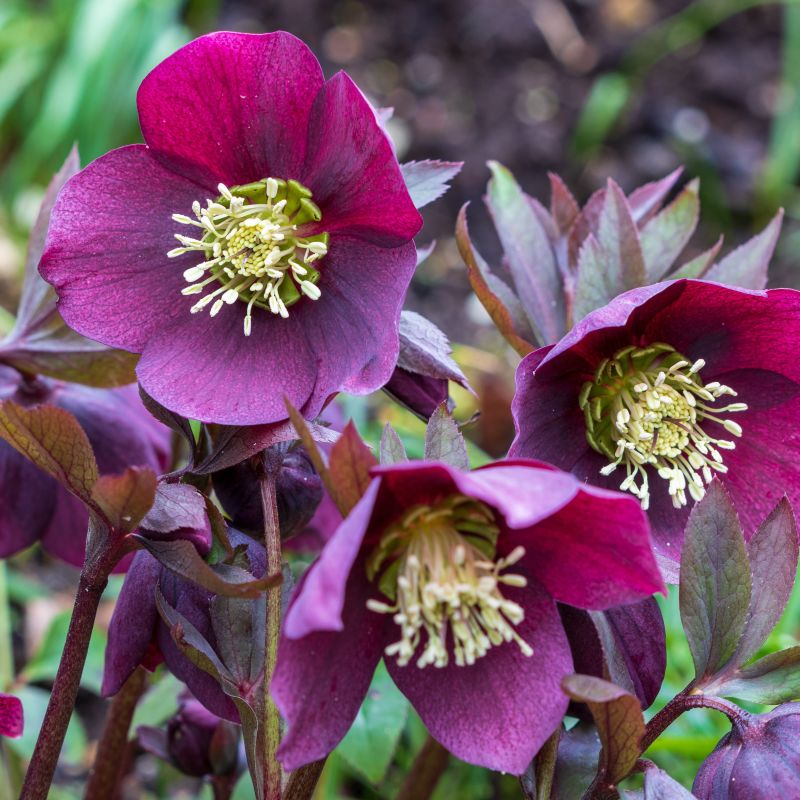 FrostKiss Anna's Red Lenten Rose image