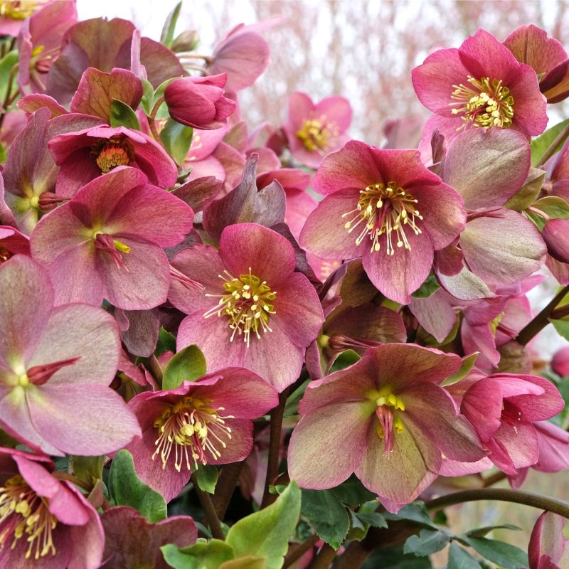 Gold Collection Merlin Lenten Rose image