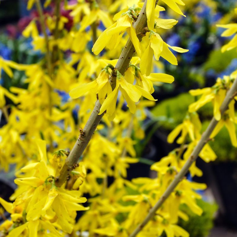 Forsythia Show off Sugar Baby image
