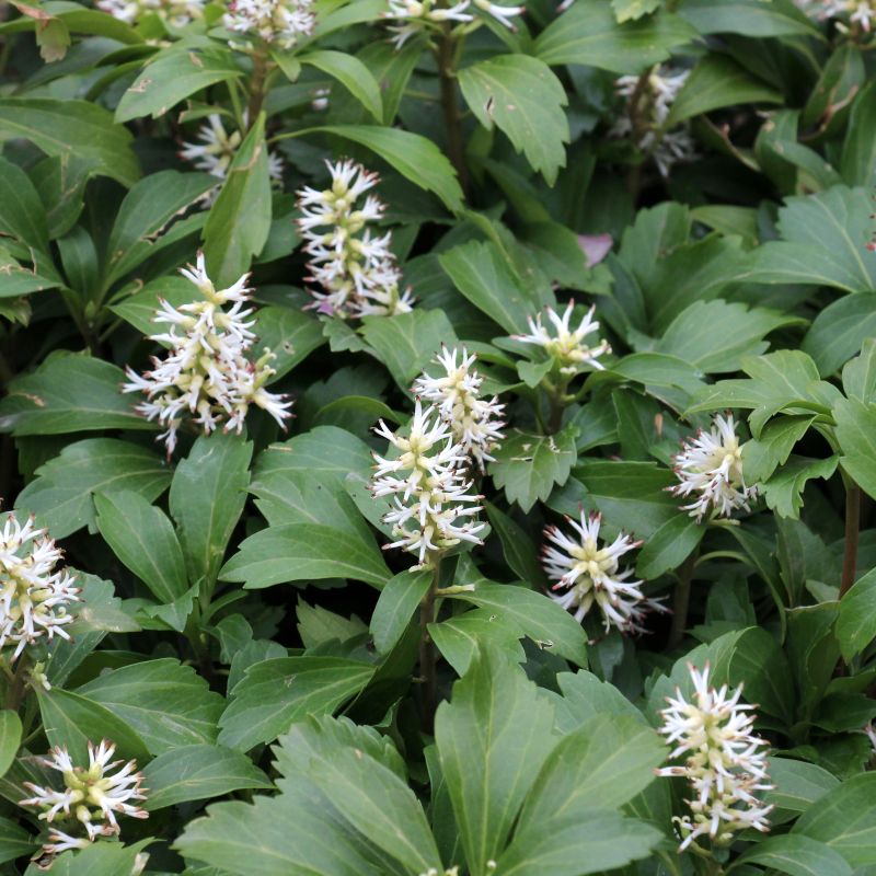 Japanese Spurge image