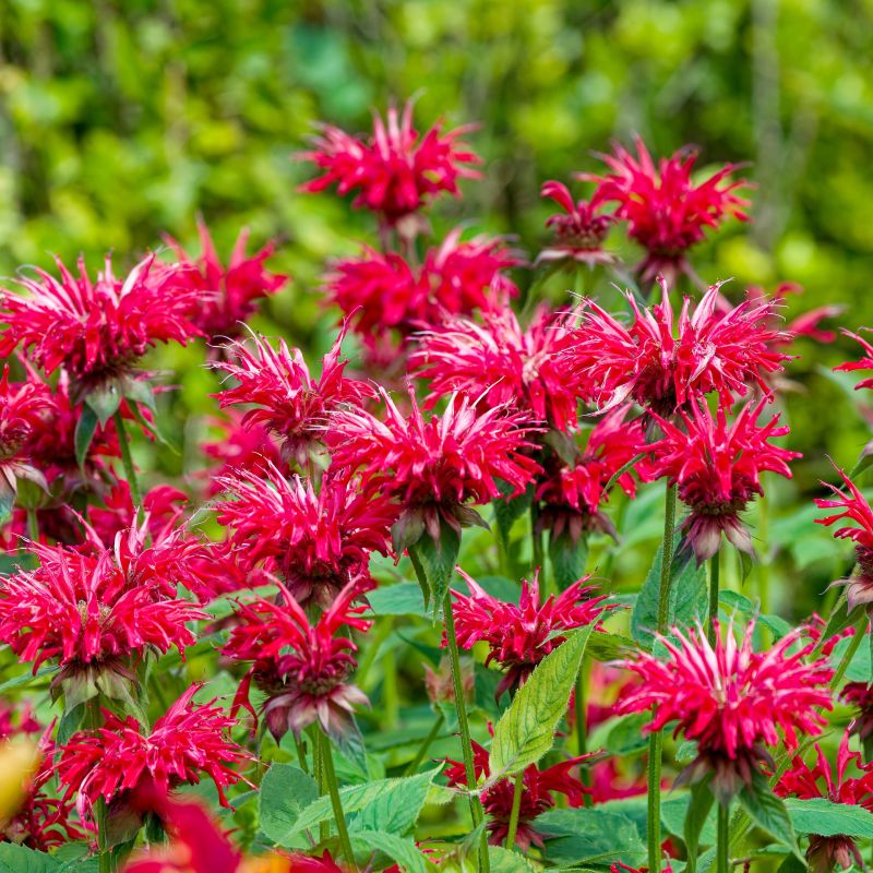Sugar Buzz Cherry Pops Bee Balm image