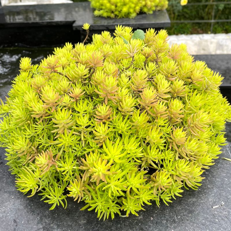 Angelina Sedum image