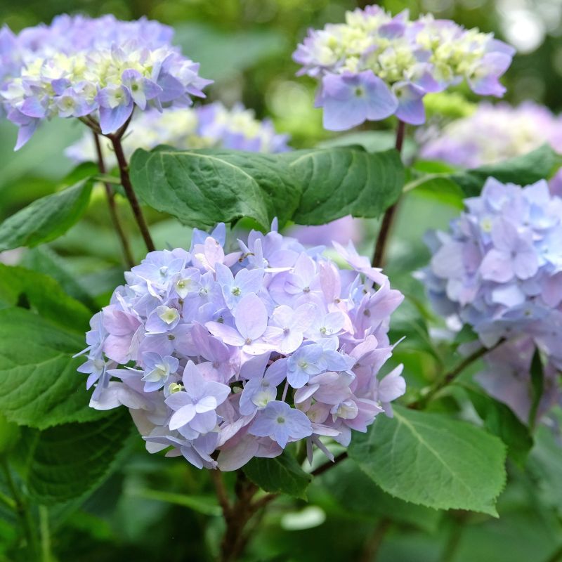 Endless Summer Popstar Hydrangea image