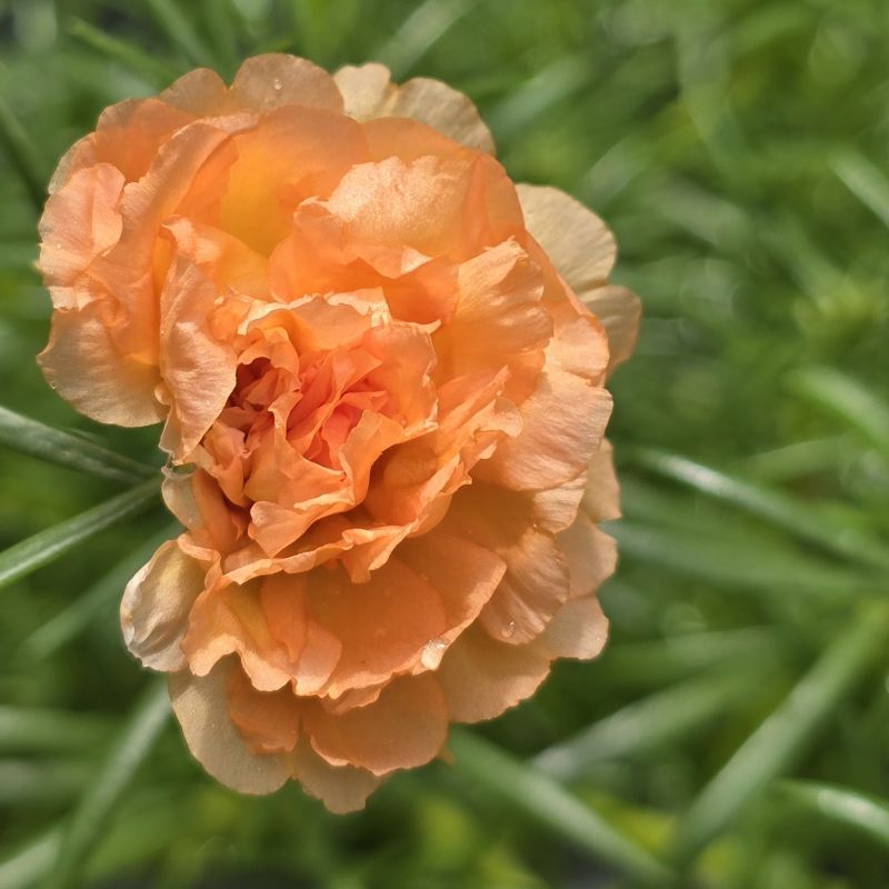 Siloam Peony Display Daylily image
