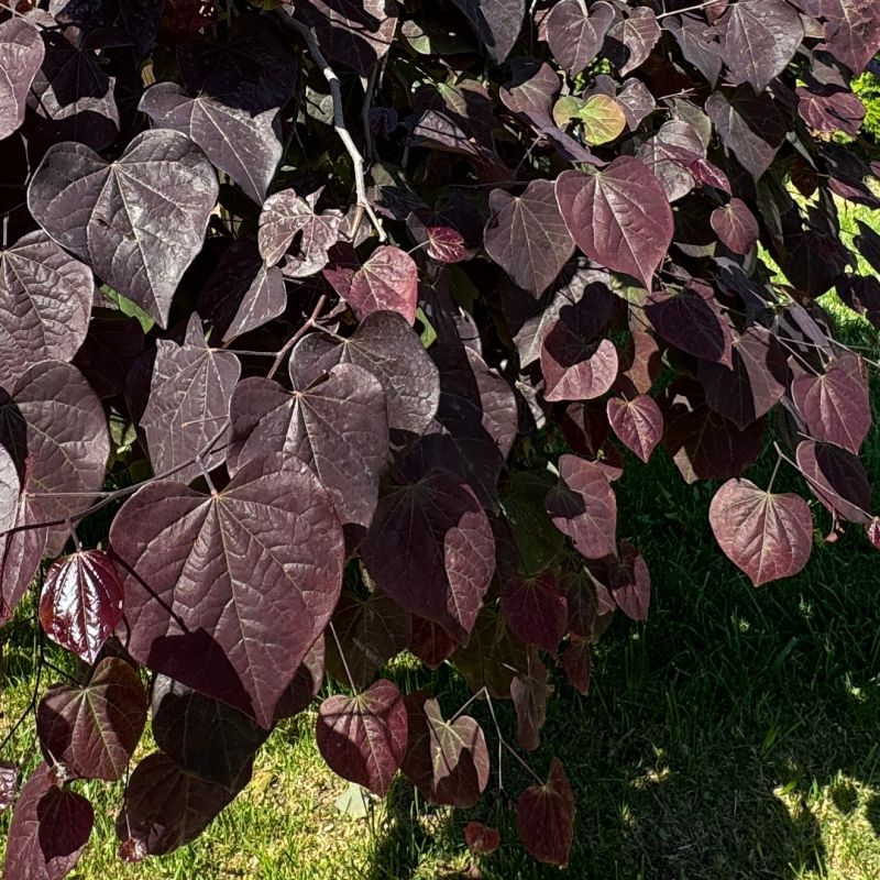 Forest Pansy Redbud image