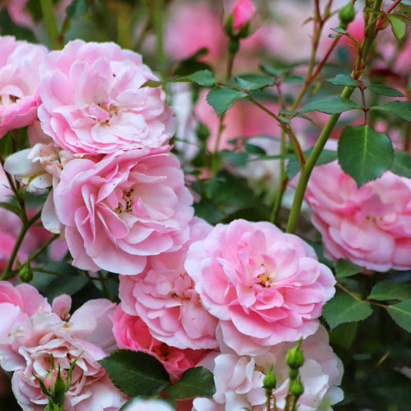 Easy Elegance Pinktopia Rose image