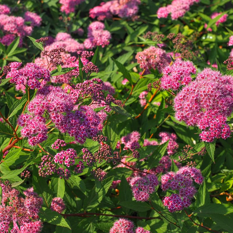 Double Play Red Spirea image