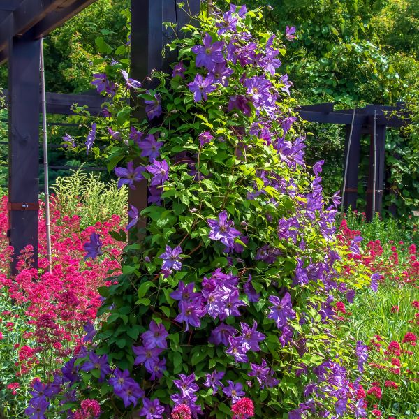 Bijou Clematis image