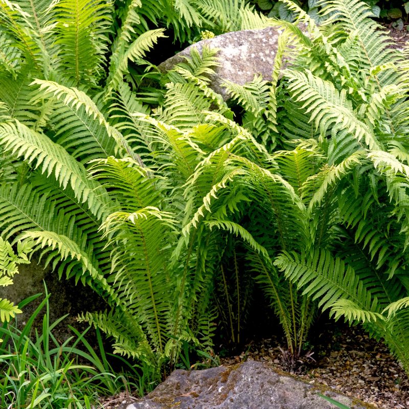 Beautiful Wood Fern image