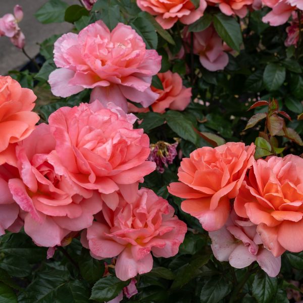 Easy Elegance Sweet Fragrance Rose image