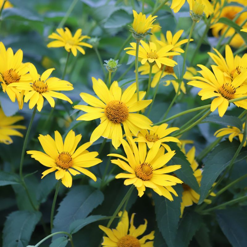 Tuscan Sun Sunflower image