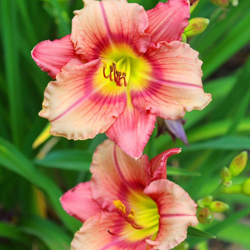Rosy Returns Daylily image