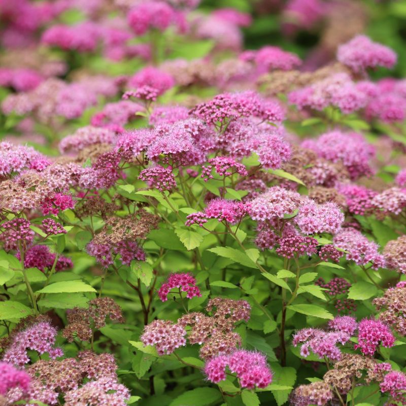 Empire Ice Dragon Spirea image
