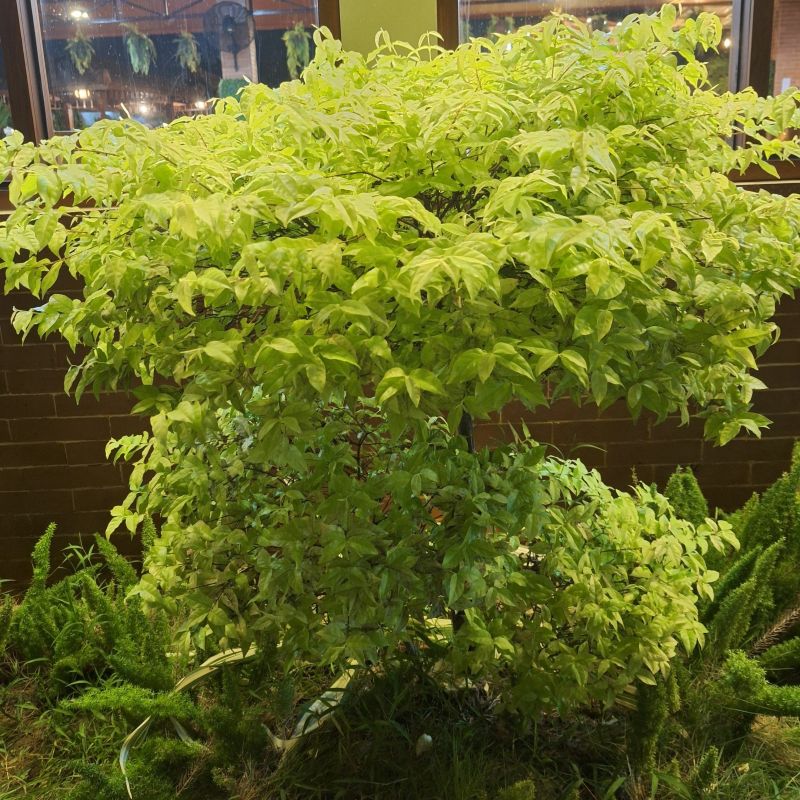 Sun King Golden Japanese Spikenard image