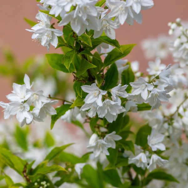 Chardonnay Pearls Deutzia image