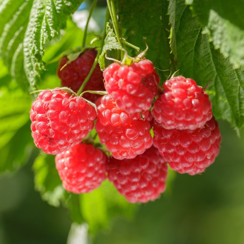 Boyne Raspberry image