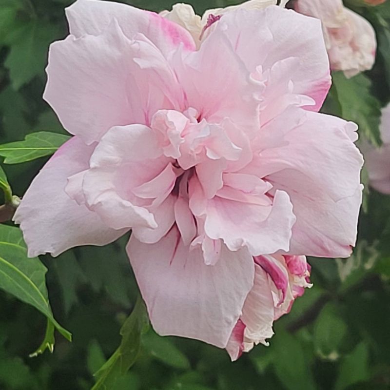 Blushing Bride Rose of Sharon image