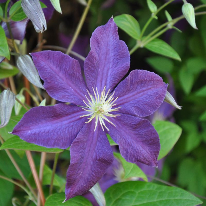 Tumaini Clematis image