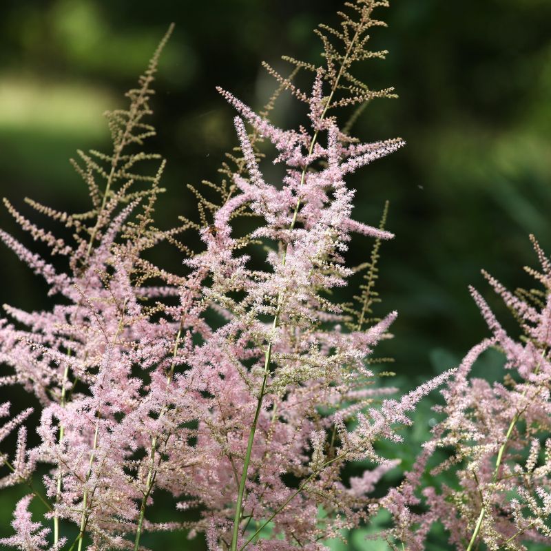 Sprite Astilbe image