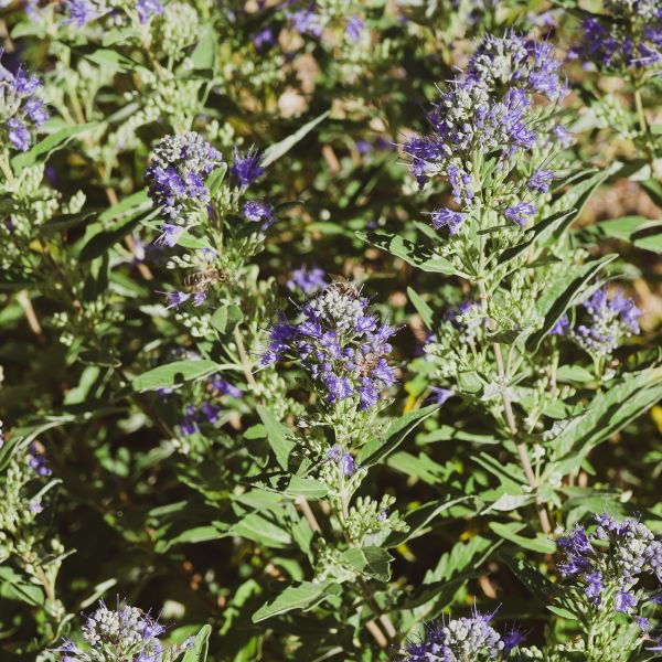 Petit Bleu Bluebeard image
