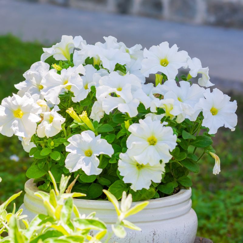Firefly Petunia image
