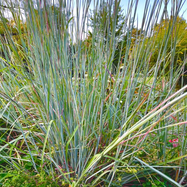 The Blues Little Bluestem Grass image