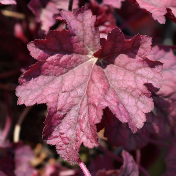 Berry Smoothie Coral Bells image