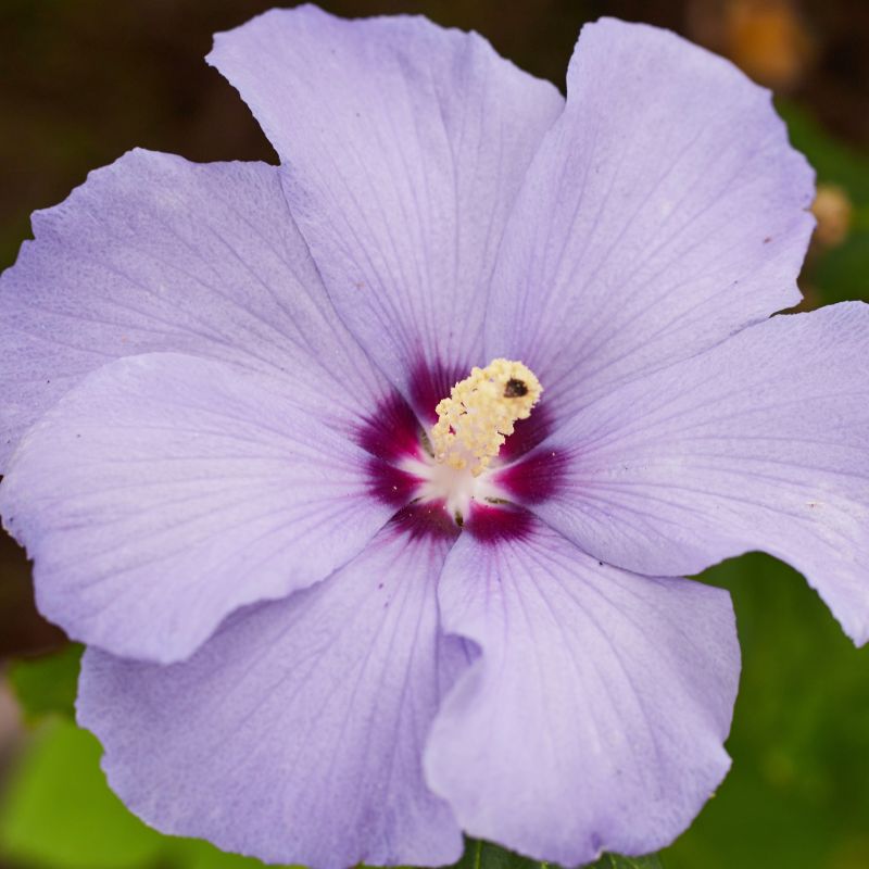 Paraplu Violet Rose of Sharon image