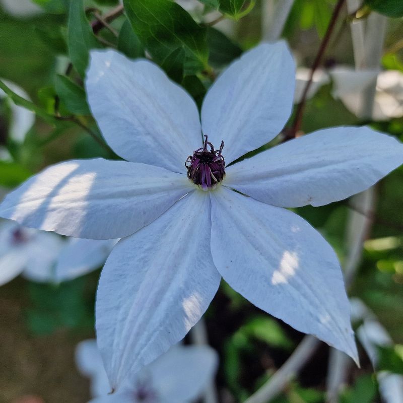 Tsukiko Clematis image