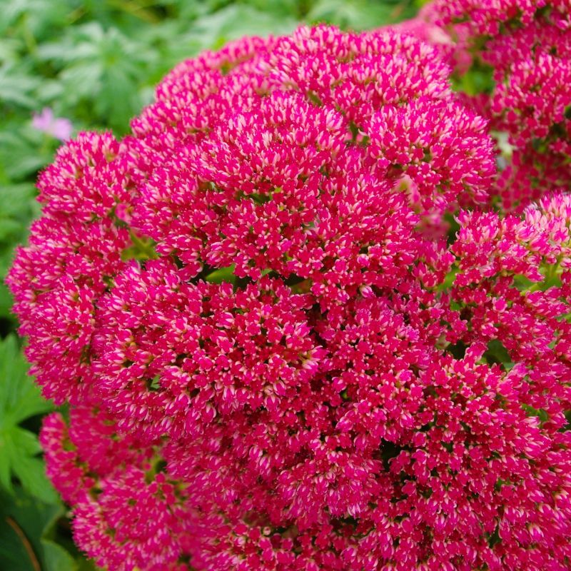 Mr. Goodbud Sedum image