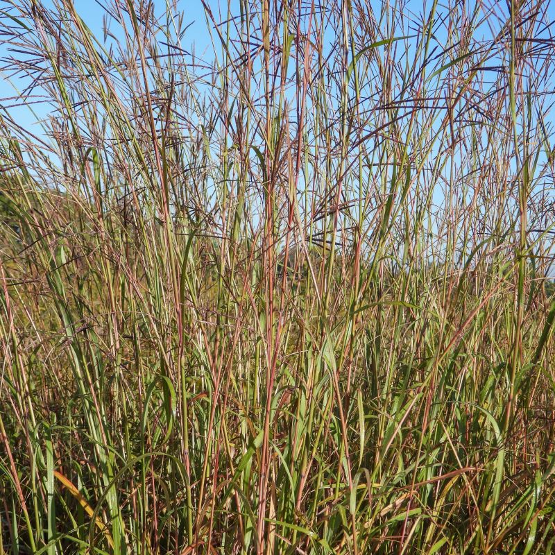 Blackhawks Big Bluestem image