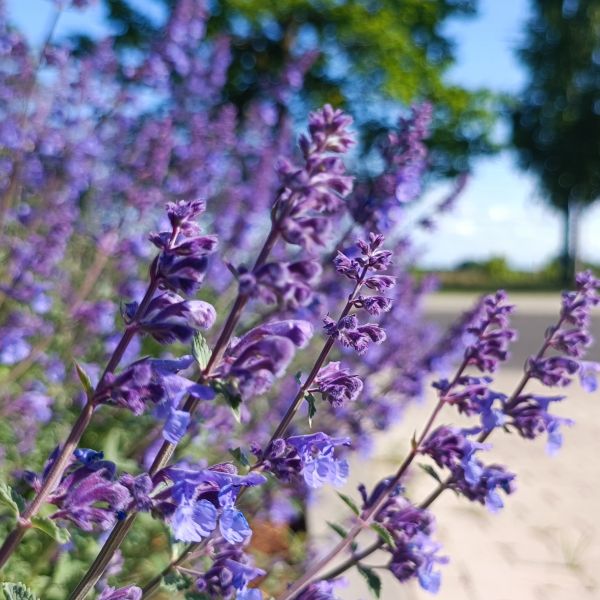 Cat's Meow' Catmint image