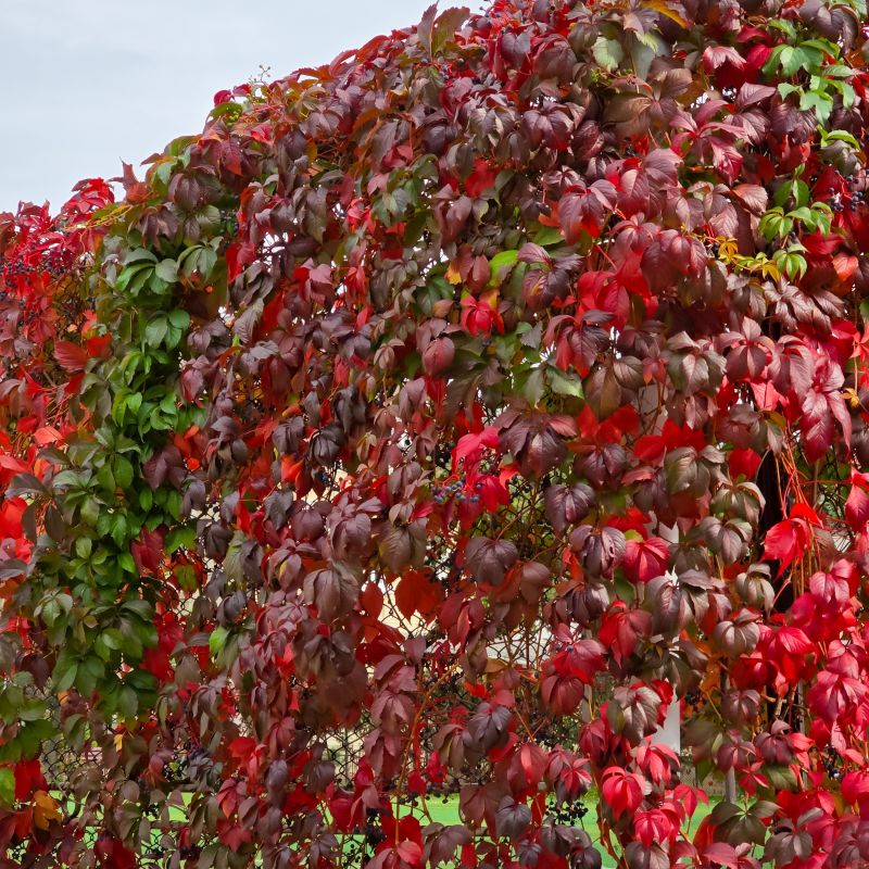 Virginia Creeper image
