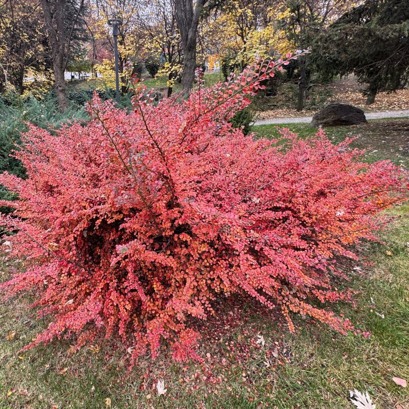 Autumn Inferno Cotoneaster image