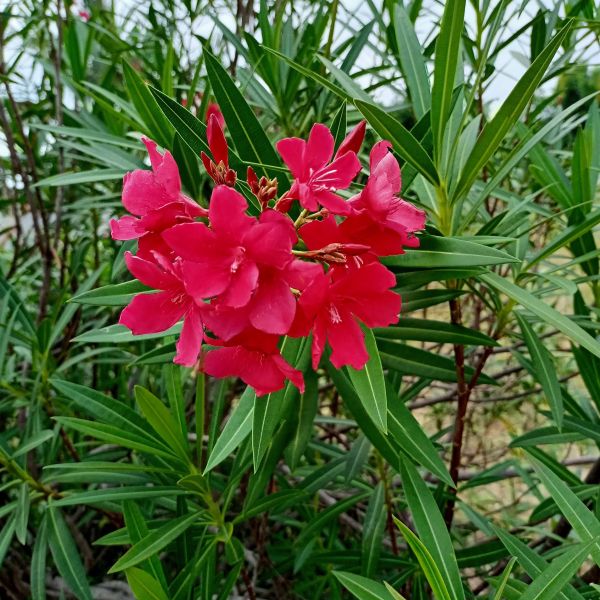 Red Oleander image