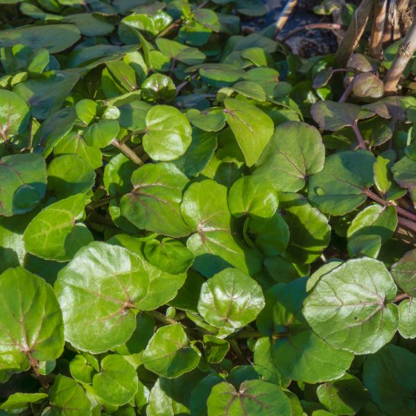 Watercress image