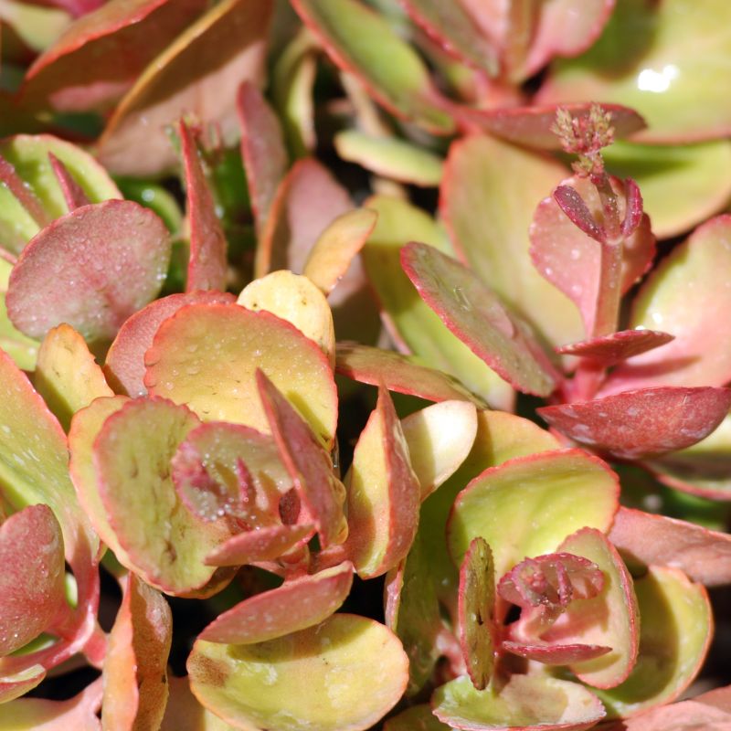 Birthday Party Sedum image