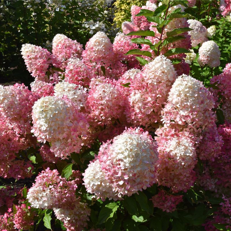French Manicure Hydrangea image