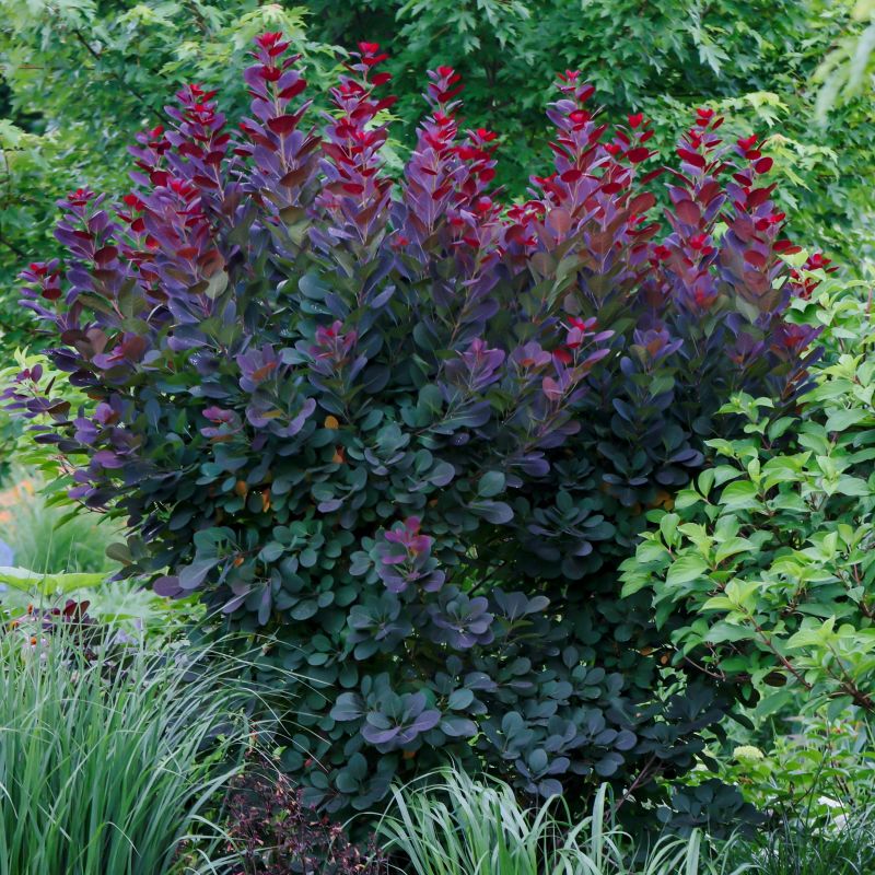 Purple Smokebush image