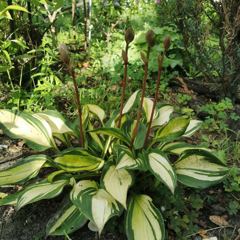 Rainbow's End Hosta image