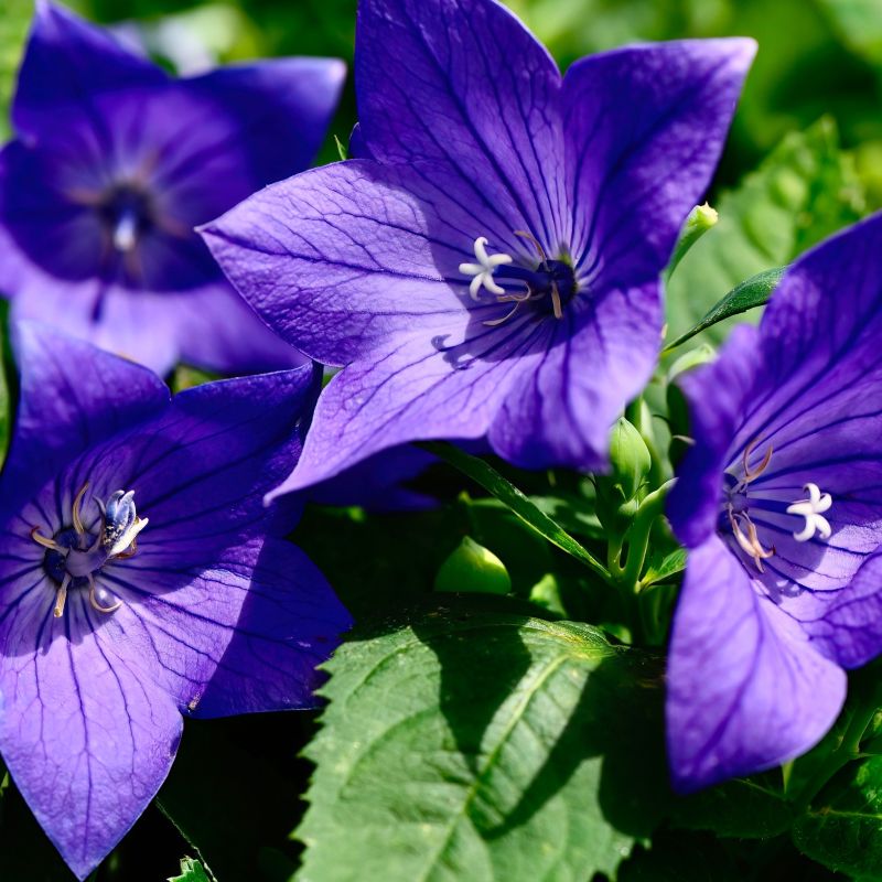 Sentimental Blue Balloon Flower image