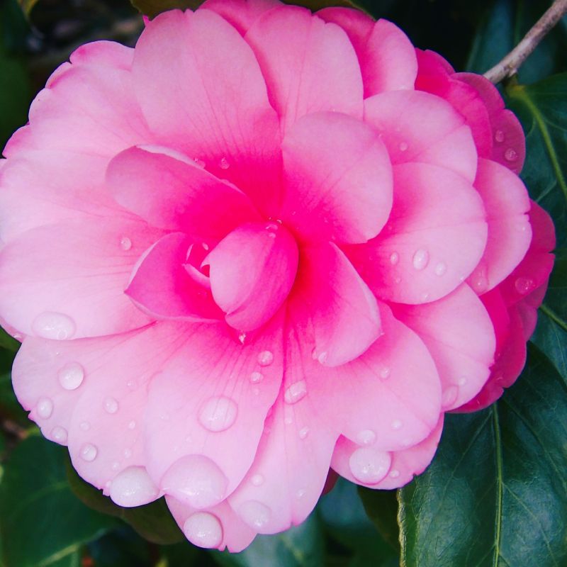 Debutante Camellia image