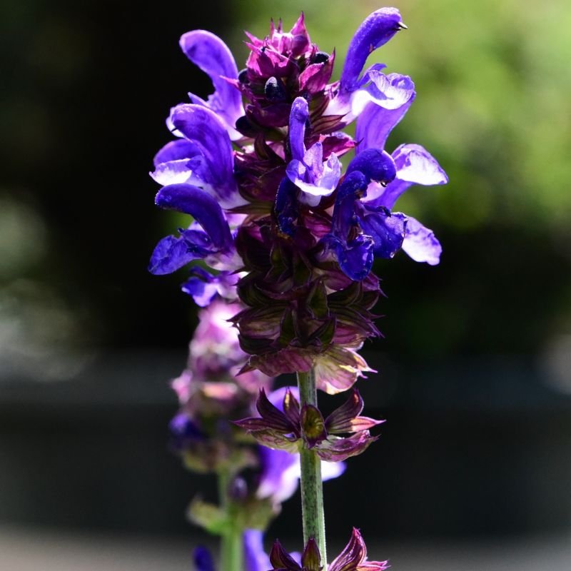 Blue Marvel Salvia image